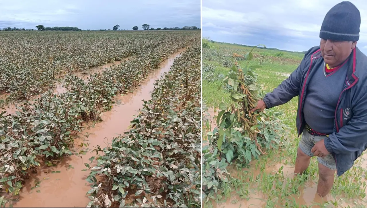 Soya se echa a perder en campos de San Pedro tras inundaciones y retraso de la cosecha