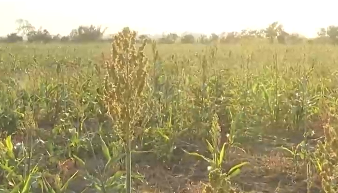 Sequía en San Julián: productores reportan que perdieron el 70% de los cultivos de sorgo y el 30% de los de girasol