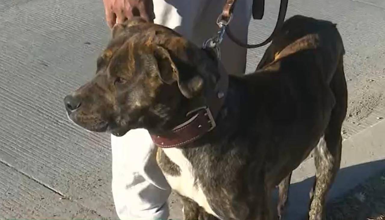 Video: Héroe de cuatro patas salva la vida de una recién nacida abandonada en medio de la basura en El Alto