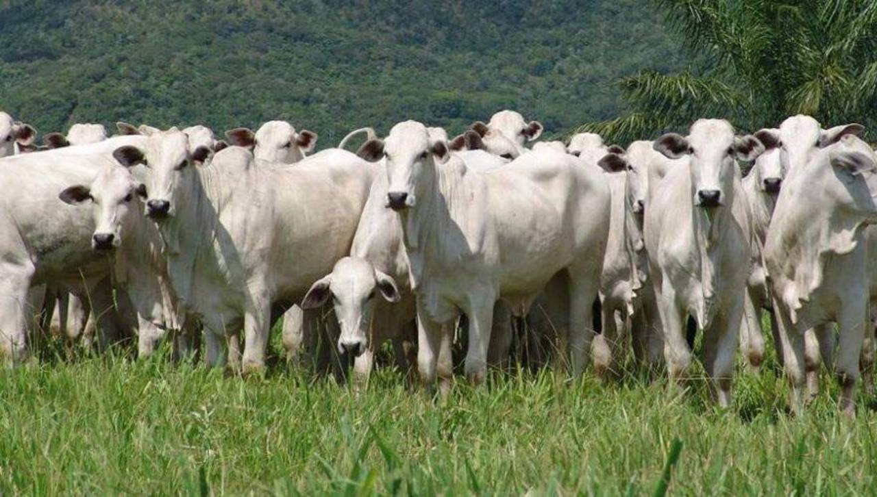 Criadores de ganado dicen que los centros de confinamiento están llenos debido a los bloqueos