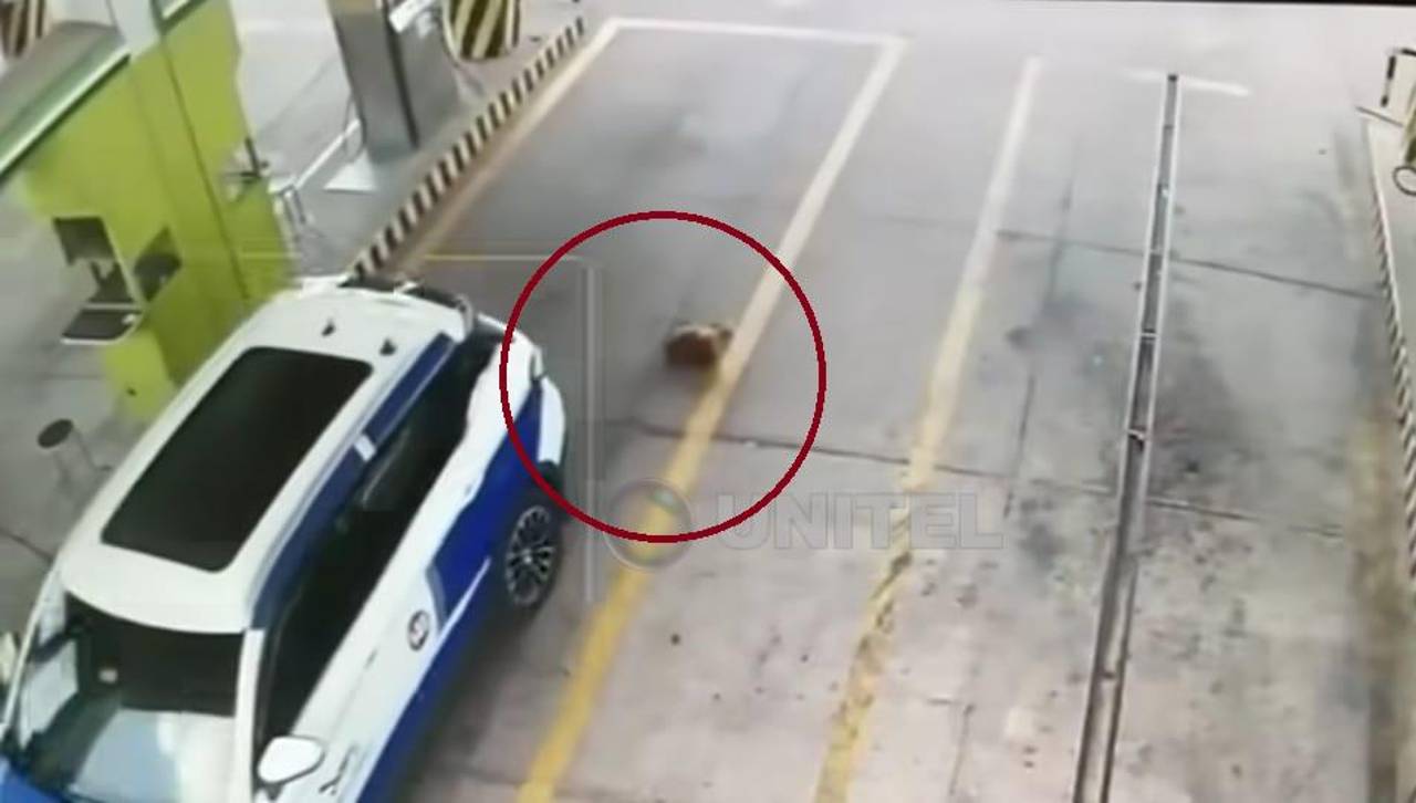 Imágenes sensibles: Un auto arrolla a un perro cuando descansaba en un surtidor