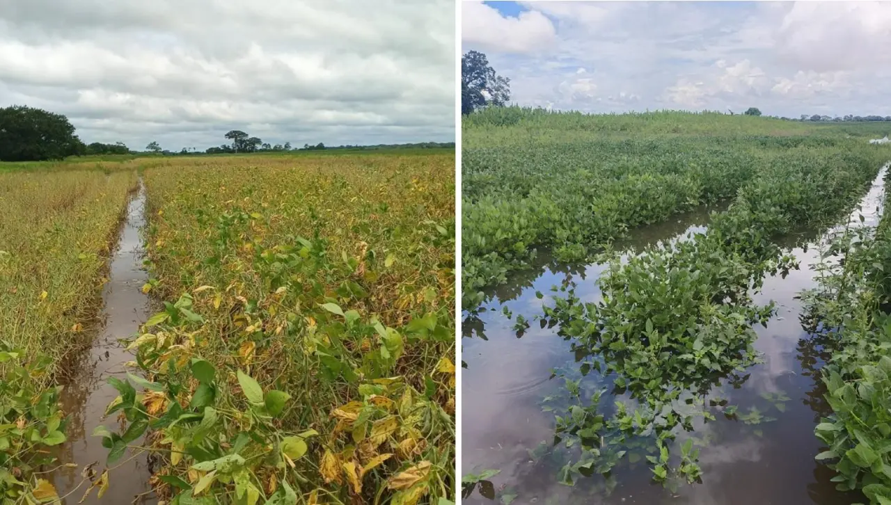 Lluvias golpean al agro: Anapo estima merma de 400.000 toneladas en la producción soyera de verano
