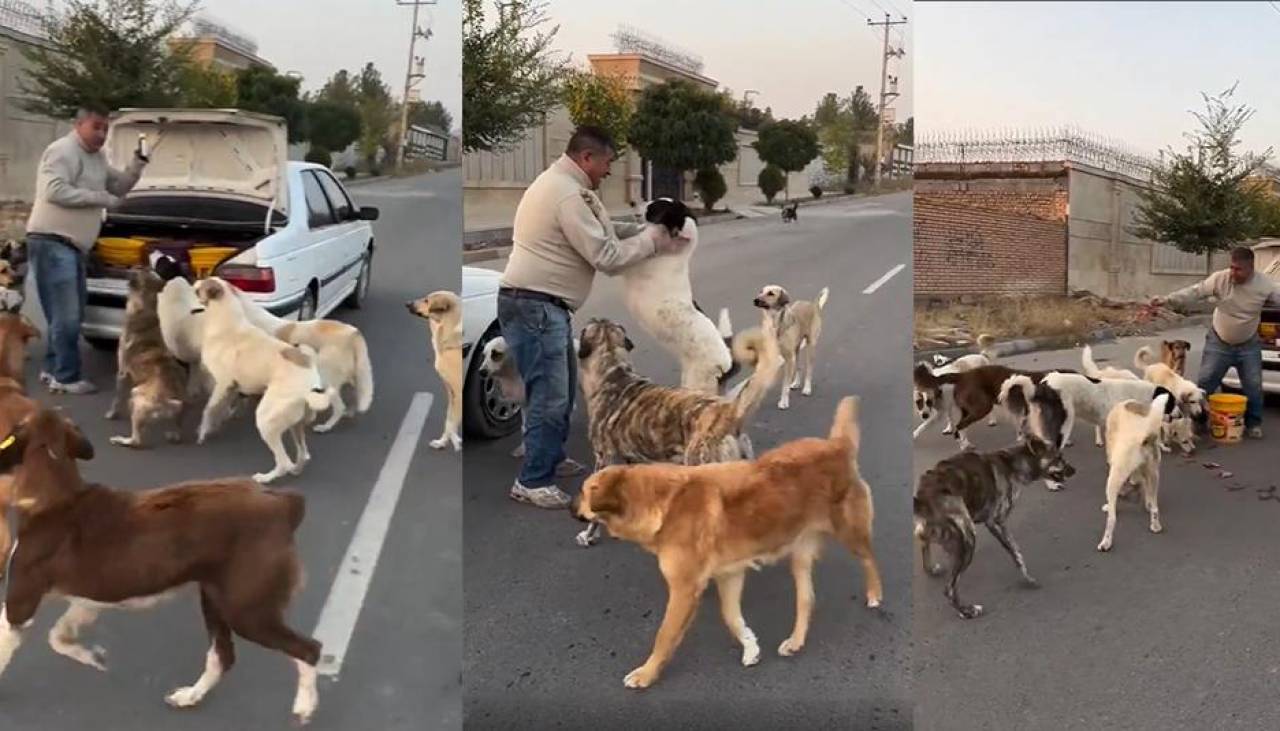 Video: Perritos callejeros agradecen en manada a un hombre que les lleva alimentos