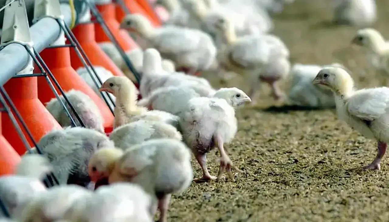 Cochabamba: debido a los 15 días de bloqueo habrá menor oferta de pollo, según avicultores