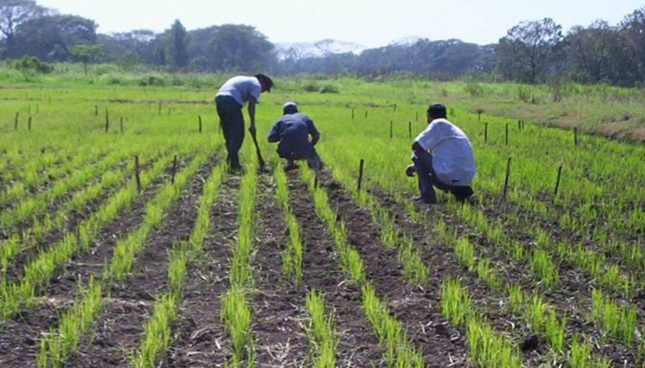 Desde marzo se aplicará guías de movimiento para la producción de arroz, anuncia el Gobierno