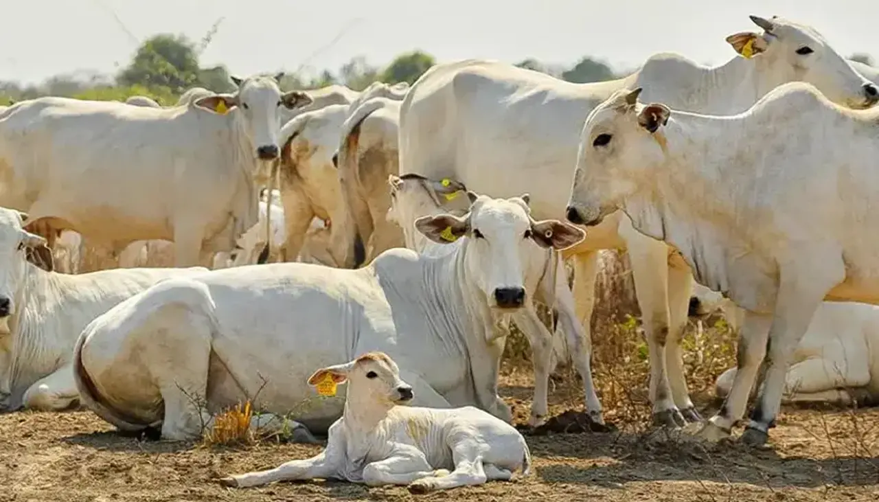 Entra en vigencia la ley que endurece las penas por el robo de ganado y ahora se menciona el uso armas