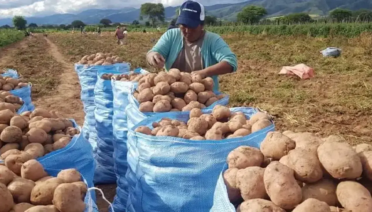 Prevén más frentes fríos y los productores deben tomar previsiones, alerta experto 