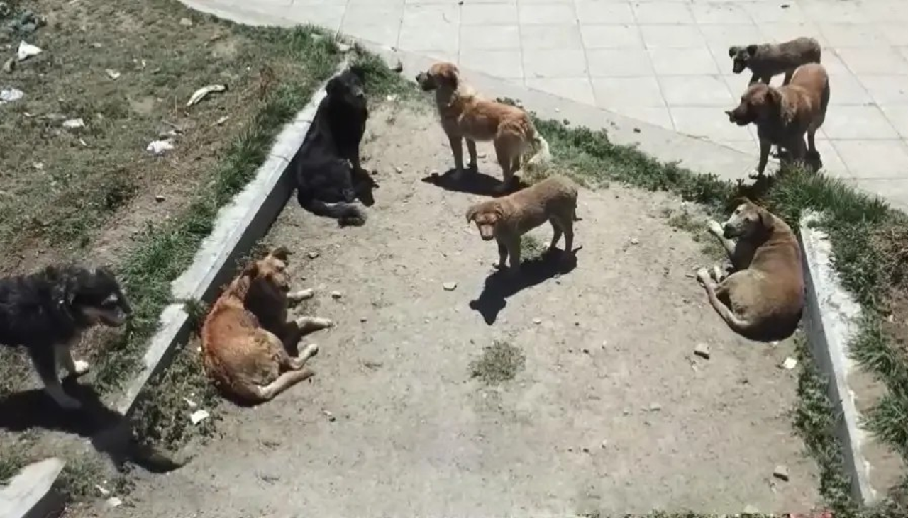 Once casos de rabia canina en Cochabamba, el último perro detectado mordió a su dueño