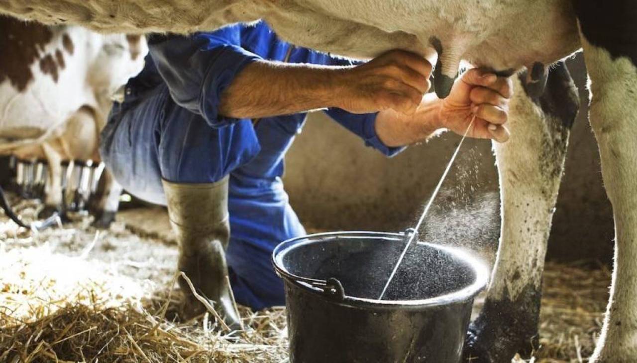 Cochabamba: Por bloqueos, sector lechero advierte que perderá 335 mil litros diarios 