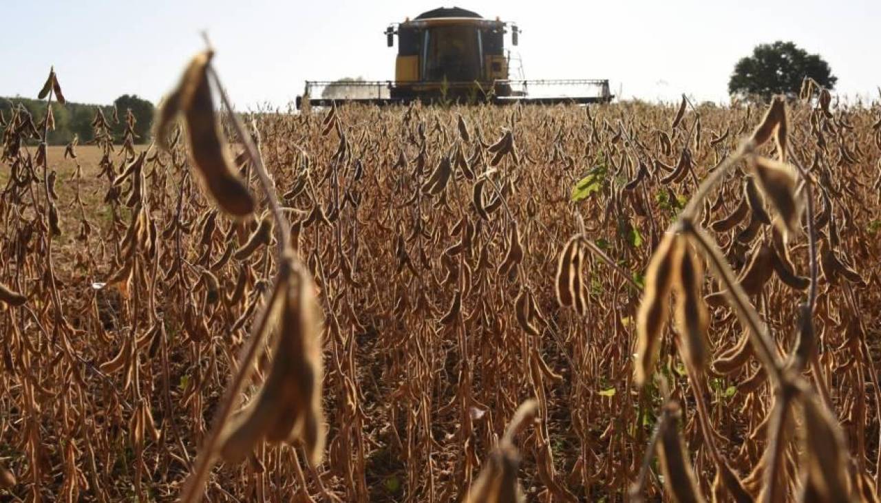 Biotecnología: Gobierno aprueba el uso de la semilla de soya intacta para el agro