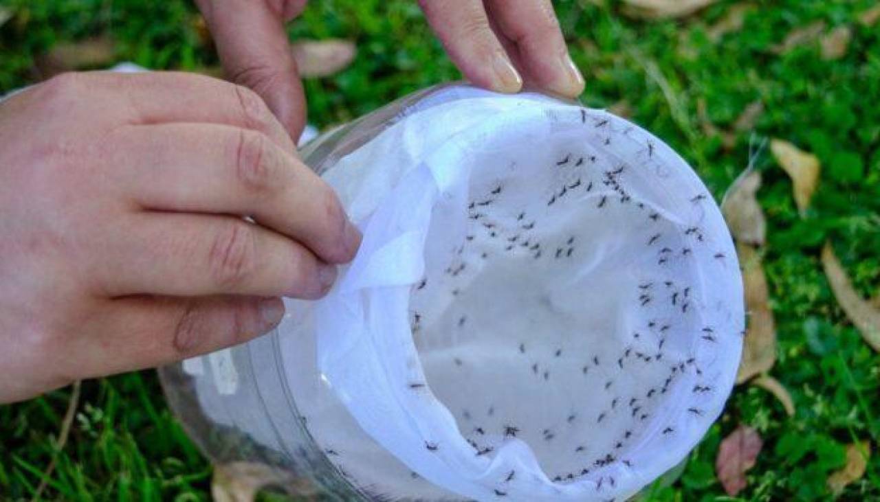 Argentina utiliza mosquitos macho estériles para controlar el dengue