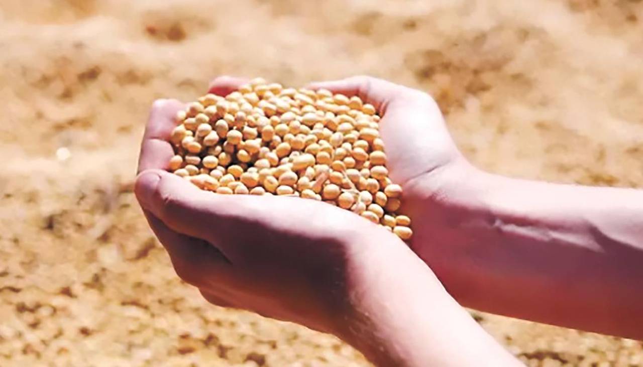 “Sin diésel, el grano se queda en el campo”: Anapo alerta que aún resta 30% de soya por sembrar en el norte cruceño