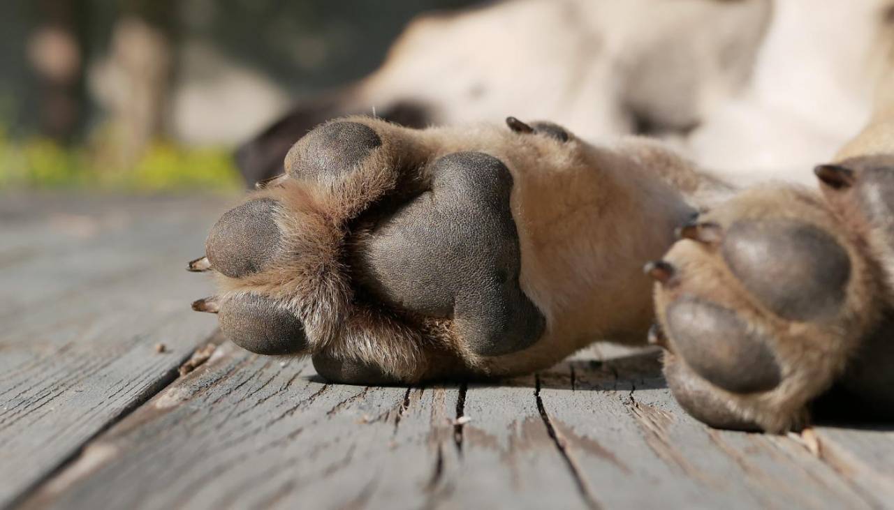 Hallan la pierna de un perro en una olla en Llallagua, según la Fiscalía