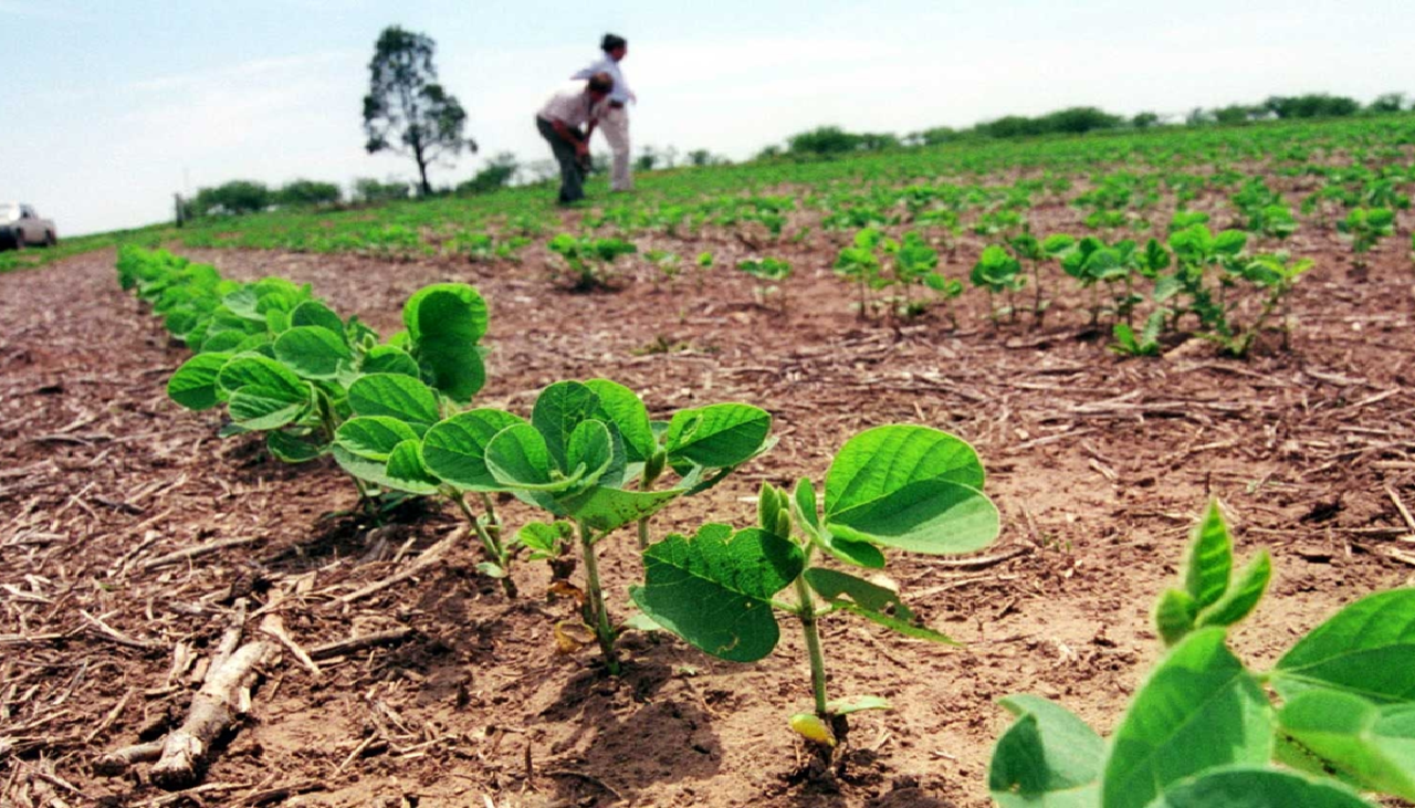 Costos de producción de soya suben hasta un 60% y la situación se torna insostenible para pequeños productores