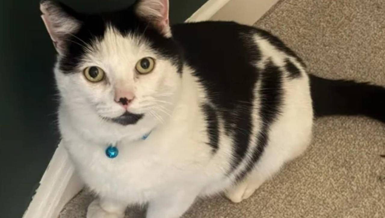 Su gato desapareció durante varios días y, cuando lo encontró, quedó horrorizada