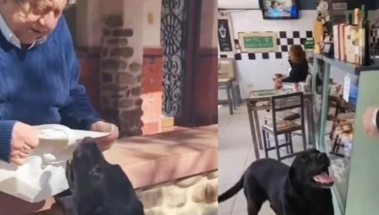 Videos: Así es Otto, el perro que todos los días va solo a comprar pan para su familia