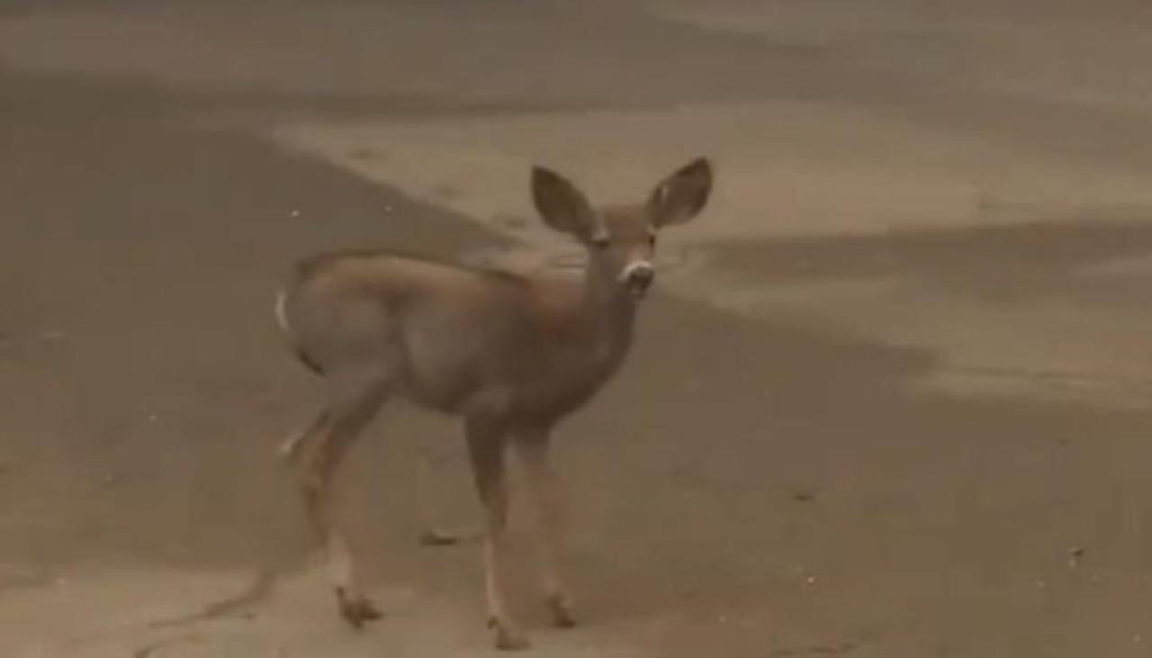 Video: Un pequeño “Bambi” escapa desesperado de los incendios que consumieron su hogar en Los Ángeles