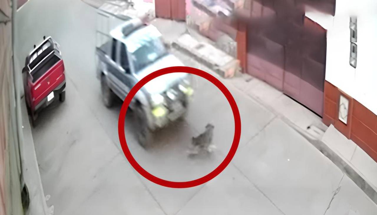 Video: Patrulla atropella a un perrito que estaba en medio de una calle en Potosí 