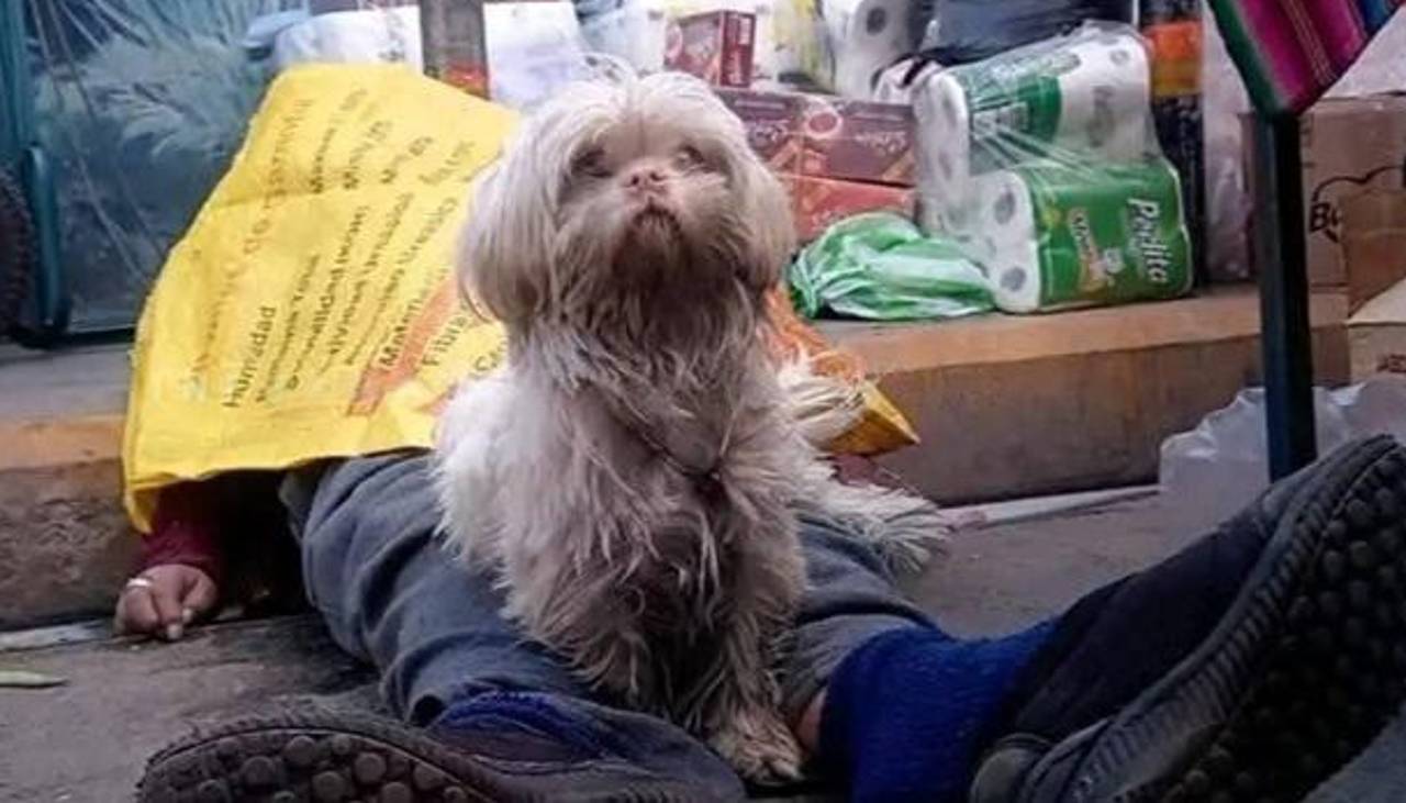 Tragedia en feria de El Alto: Mujer muere de repente y su perrito se niega a dejarla sola