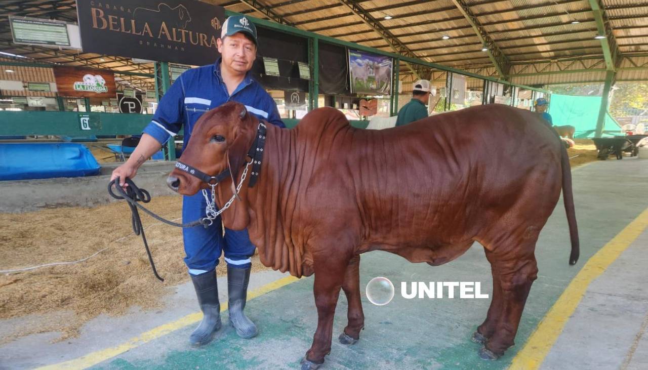 El peculiar color ‘rojo cereza’ de una vaca Brahman se roba las miradas en Expocruz 2026