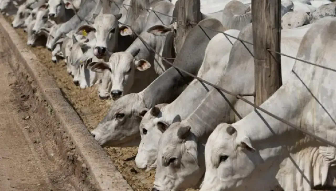 Bolivia, país libre de fiebre aftosa sin vacunación: “No podemos darnos el lujo de ganar prestigio y perder oportunidades”