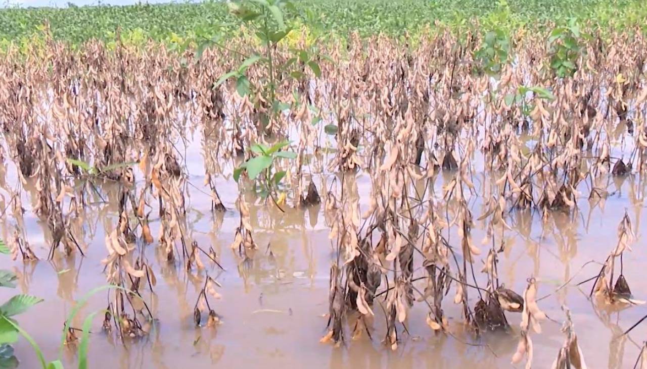 Santa Cruz: Miles de hectáreas de soya listas para cosechar están bajo el agua por la escasez de diésel 