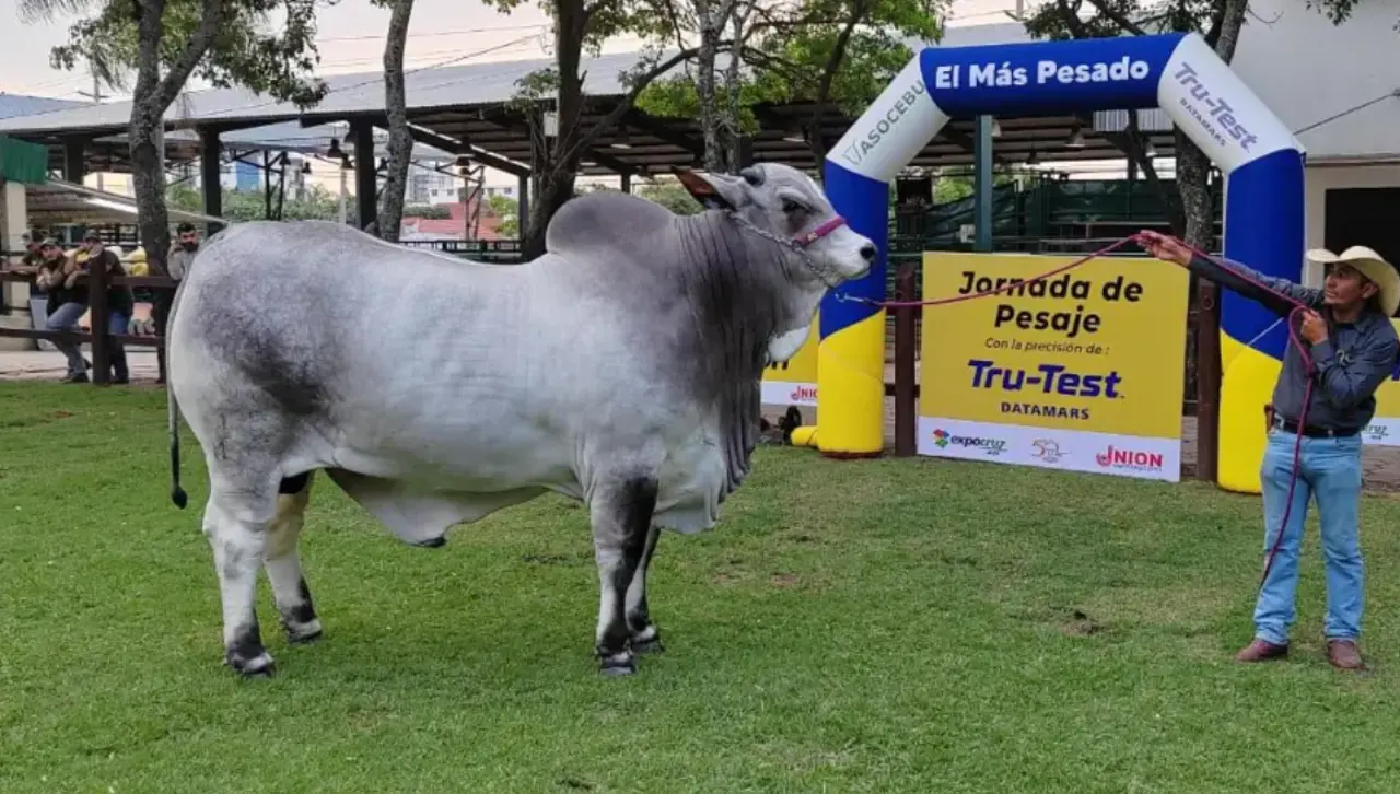 Este domingo se conocerá al animal “más pesado” de Expocruz 2025