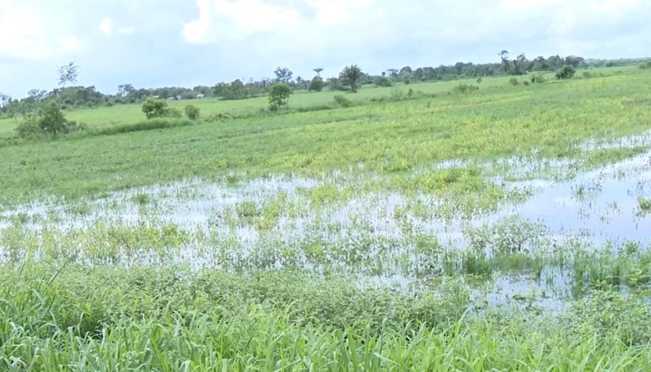 Santa Cruz: Productores de San Juan advierten que este año ya no podrán sembrar arroz, ni soya por la escasez de diésel