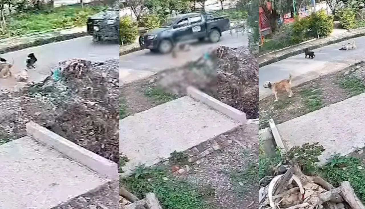 Indignación en Cochabamba: Denuncian que un vehículo del Municipio de Tiquipaya atropelló a canes y huyó 