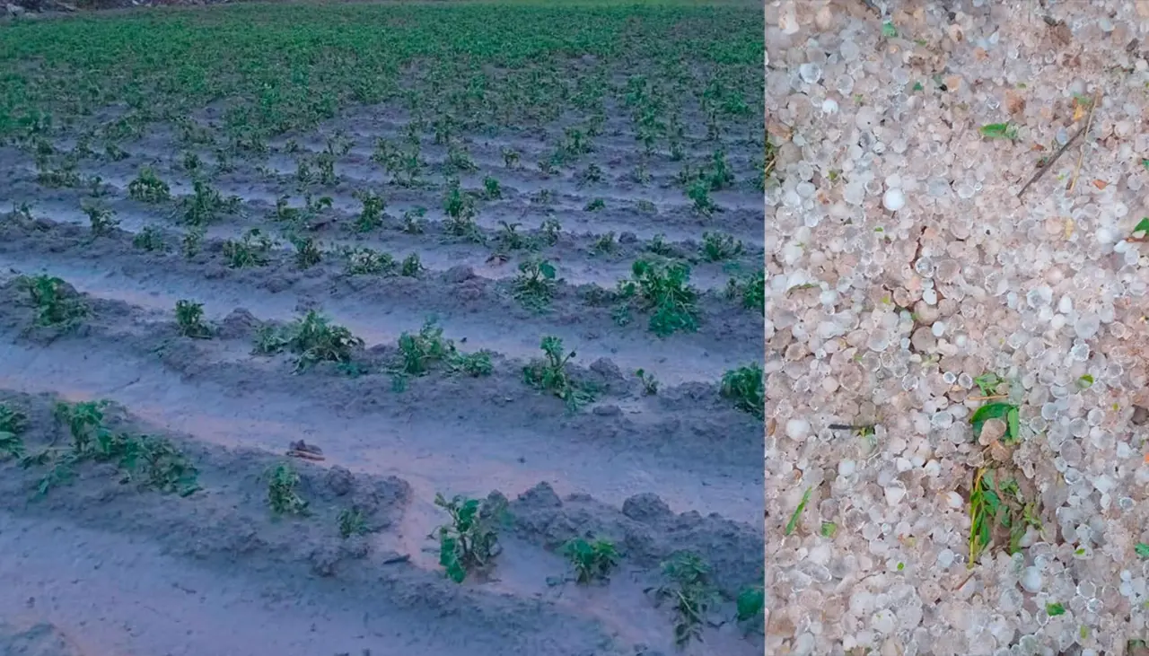 Intensa granizada afecta 80 hectáreas de cultivos y 180 familias en Cochabamba