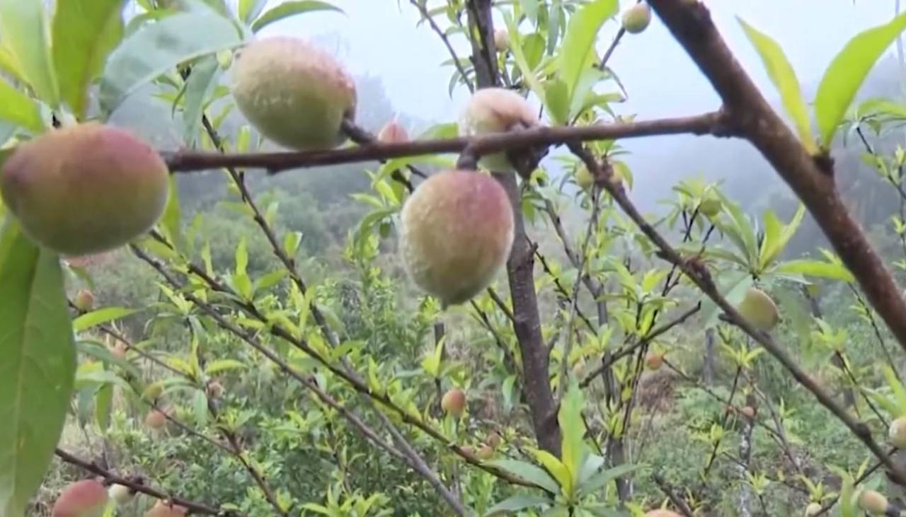 Bajan las temperaturas en los valles y los productores aplican técnicas para evitar pérdida de cultivos