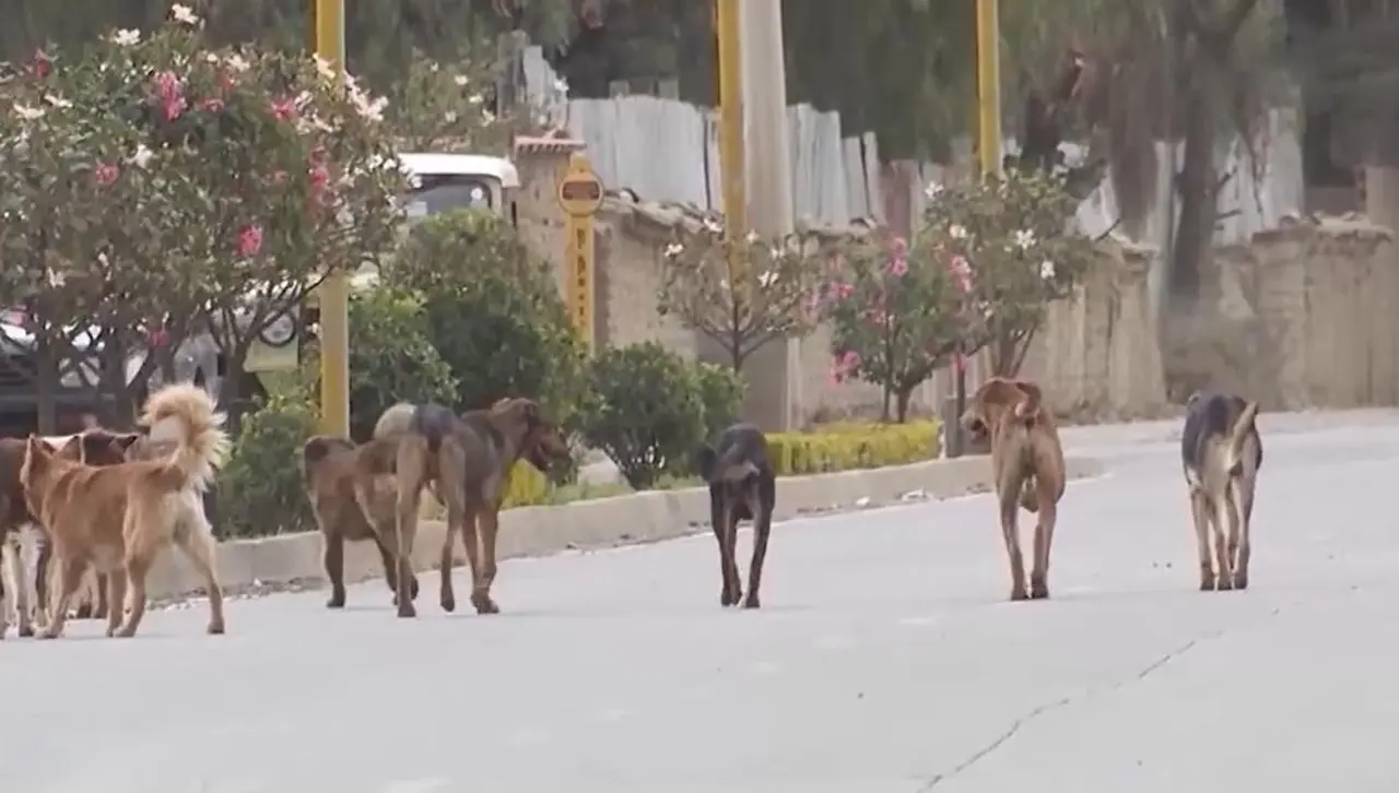 Nuevo caso de rabia canina en Tiquipaya, el perro infectado tuvo contacto con ocho personas