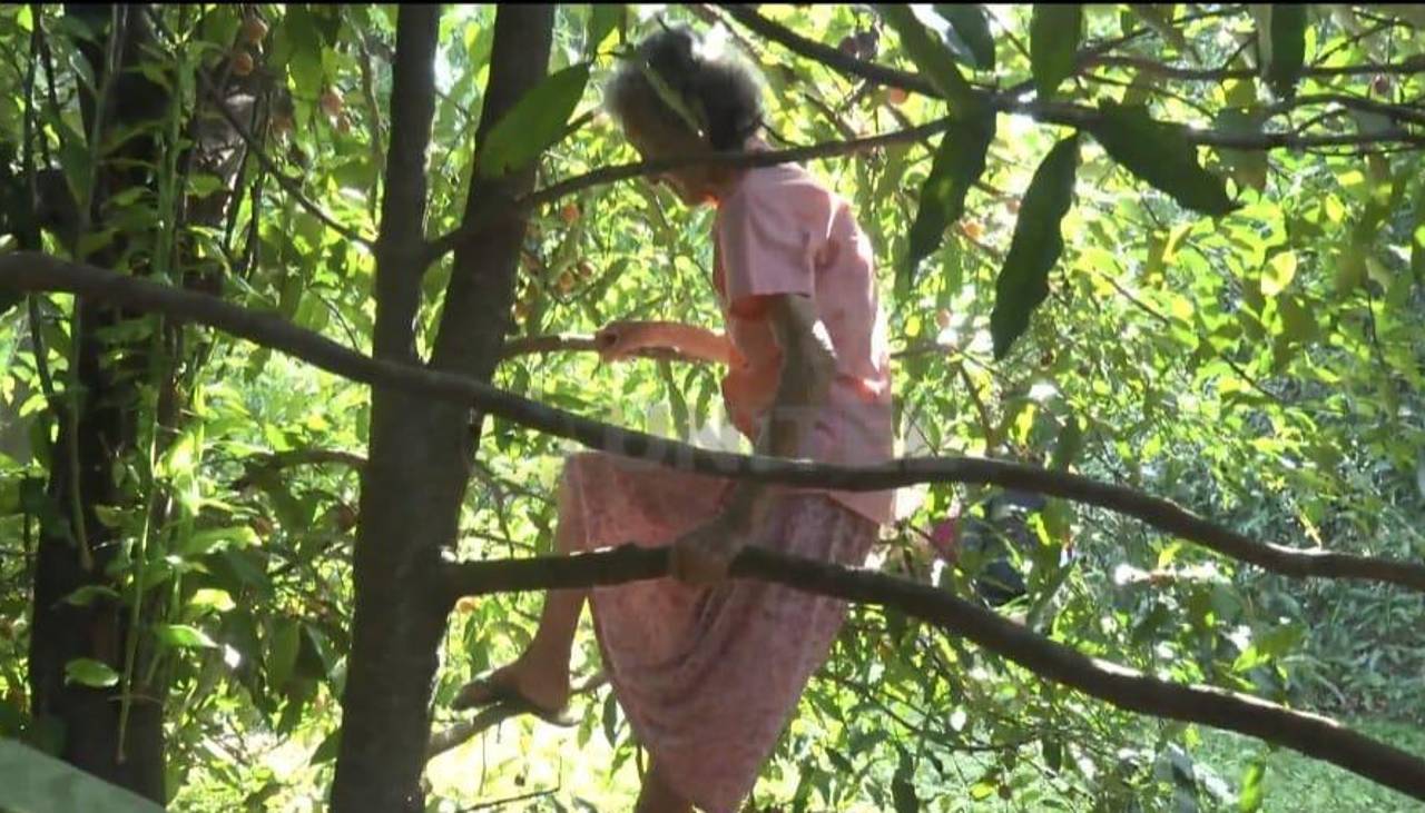 Video: Ana a sus 99 años años sube a árboles para poder cosechar achachairú