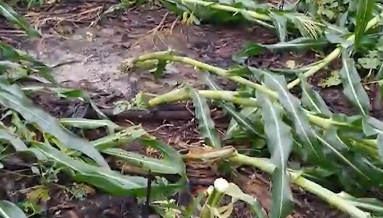 Vientos huracanados dañan plantaciones de banano, palmito, yuca y maíz en el trópico de Cochabamba 