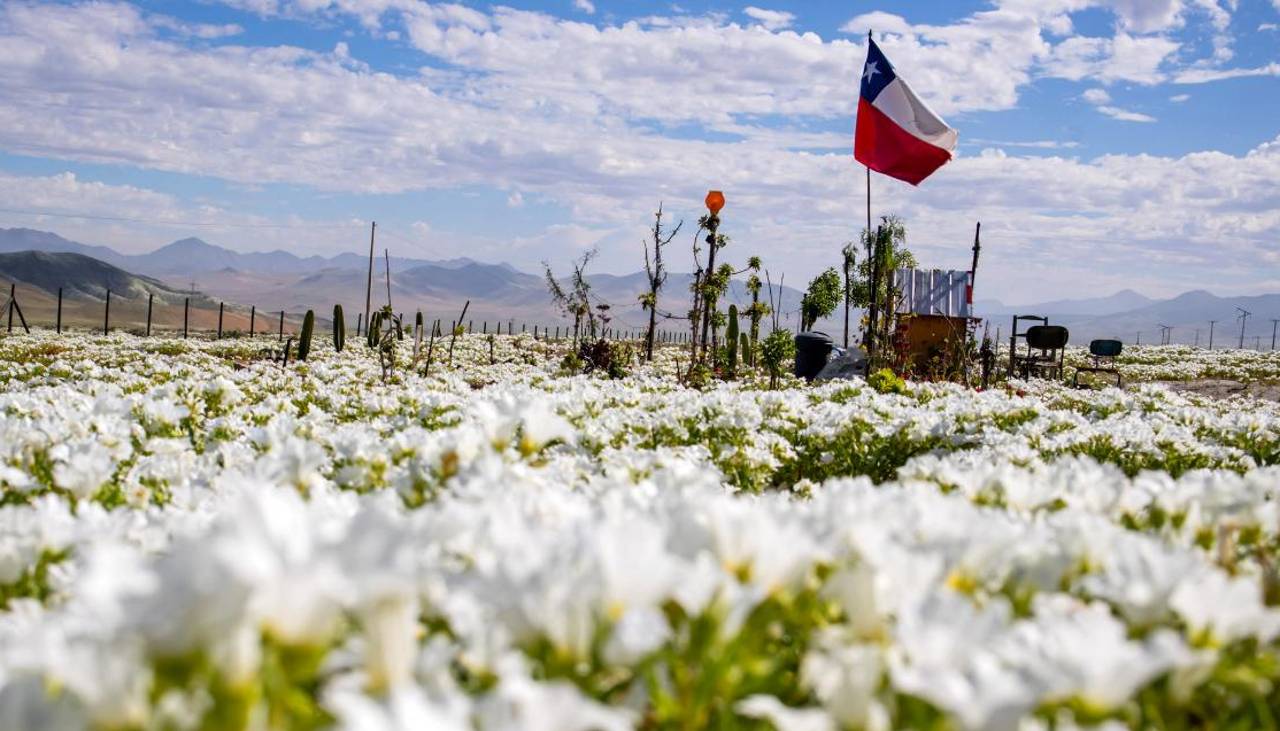 El desierto de Atacama florece tras intensas lluvias provocadas por El Niño