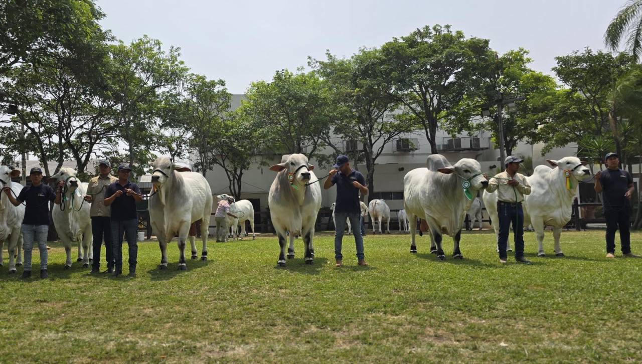 Expocruz 2024 ya tiene a sus grandes campeones de las razas cebuinas