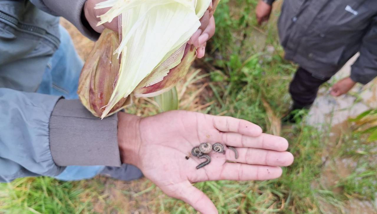 Gusano cogollero destruye cientos de hectáreas de maizales de los valles de Cochabamba, dicen los agricultores 