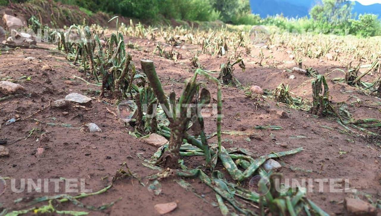 Cochabamba: Granizo afectó al menos 50 hectáreas del cultivos en Sipe Sipe