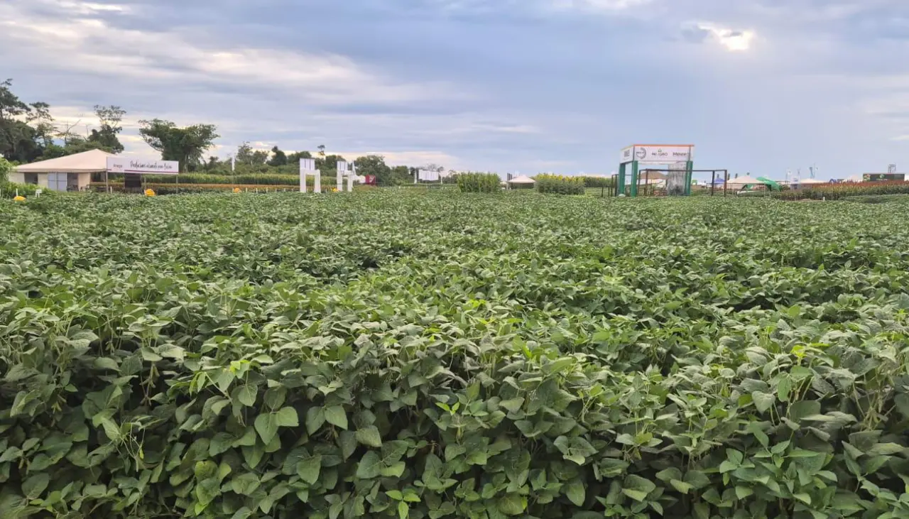 Arranca Exposoya 2025 en Cuatro Cañadas con lo mejor del campo y la tecnología para el agro