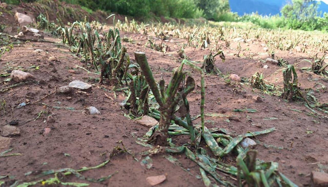 Intensas granizadas han afectado al menos nueve municipios de Cochabamba