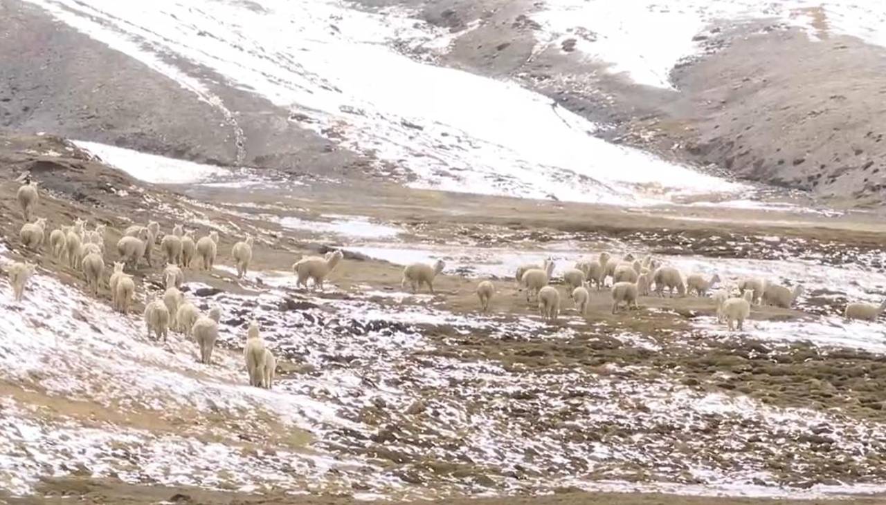 Nevadas y granizadas afectan a cultivos y animales de al menos dos municipios de Cochabamba