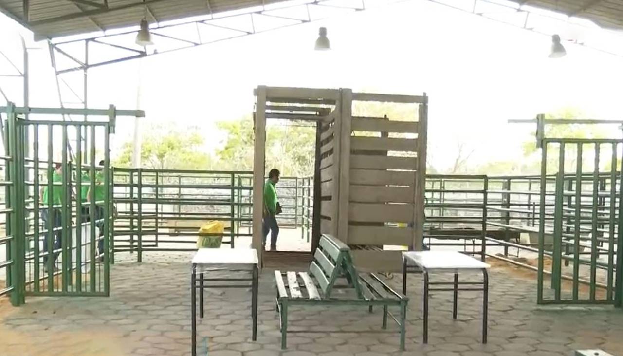 Desde este martes, ingresan reses al campo ferial para Expocruz 2025