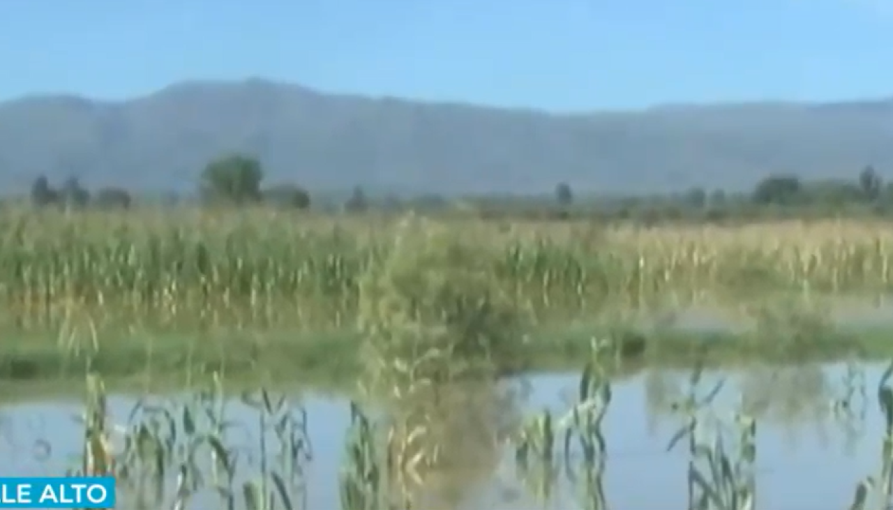 Cultivos de maíz, alfalfa y papa están inundados a causa de las lluvias en municipios de Cochabamba