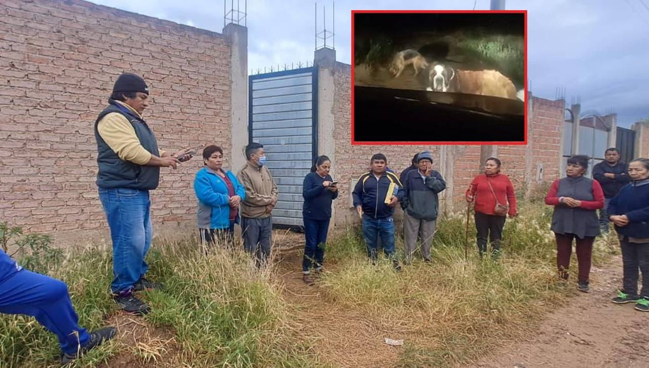 Vecinos denuncian que perros atacaron y mataron a una mascota, piden la presencia de Zoonosis