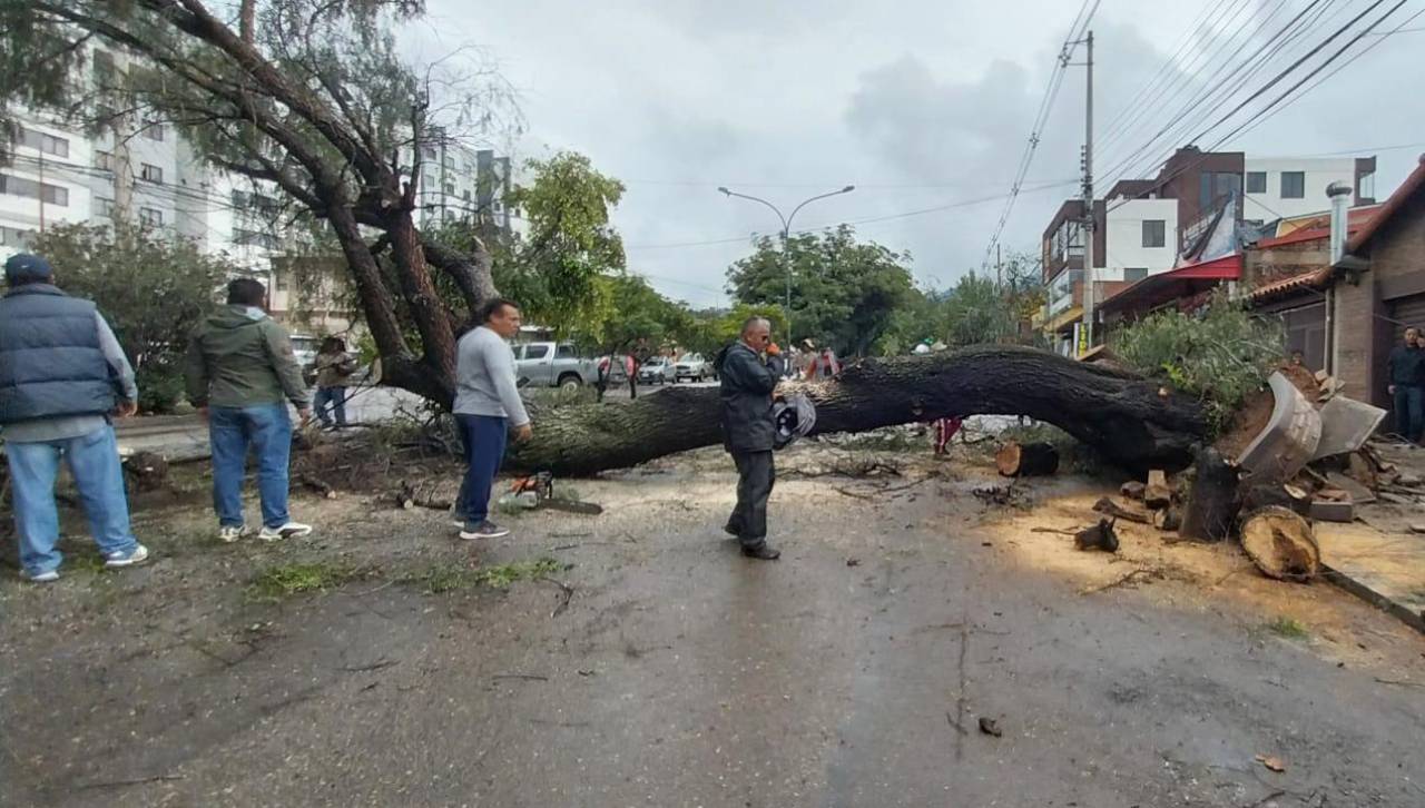 Este domingo, al menos 10 árboles cayeron en Cochabamba producto de las lluvias