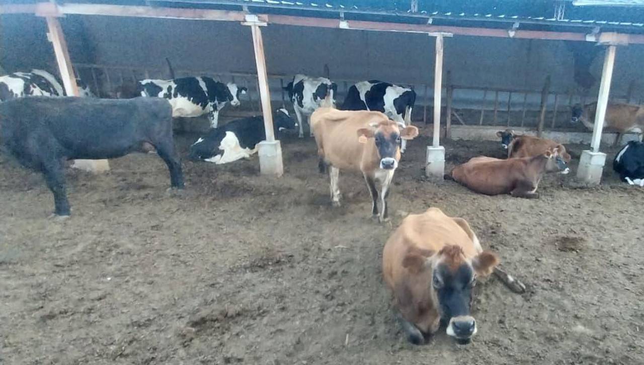 “Cochabamba ha dejado de ser productiva”: lecheros sufren por la falta de alimentos para sus animales