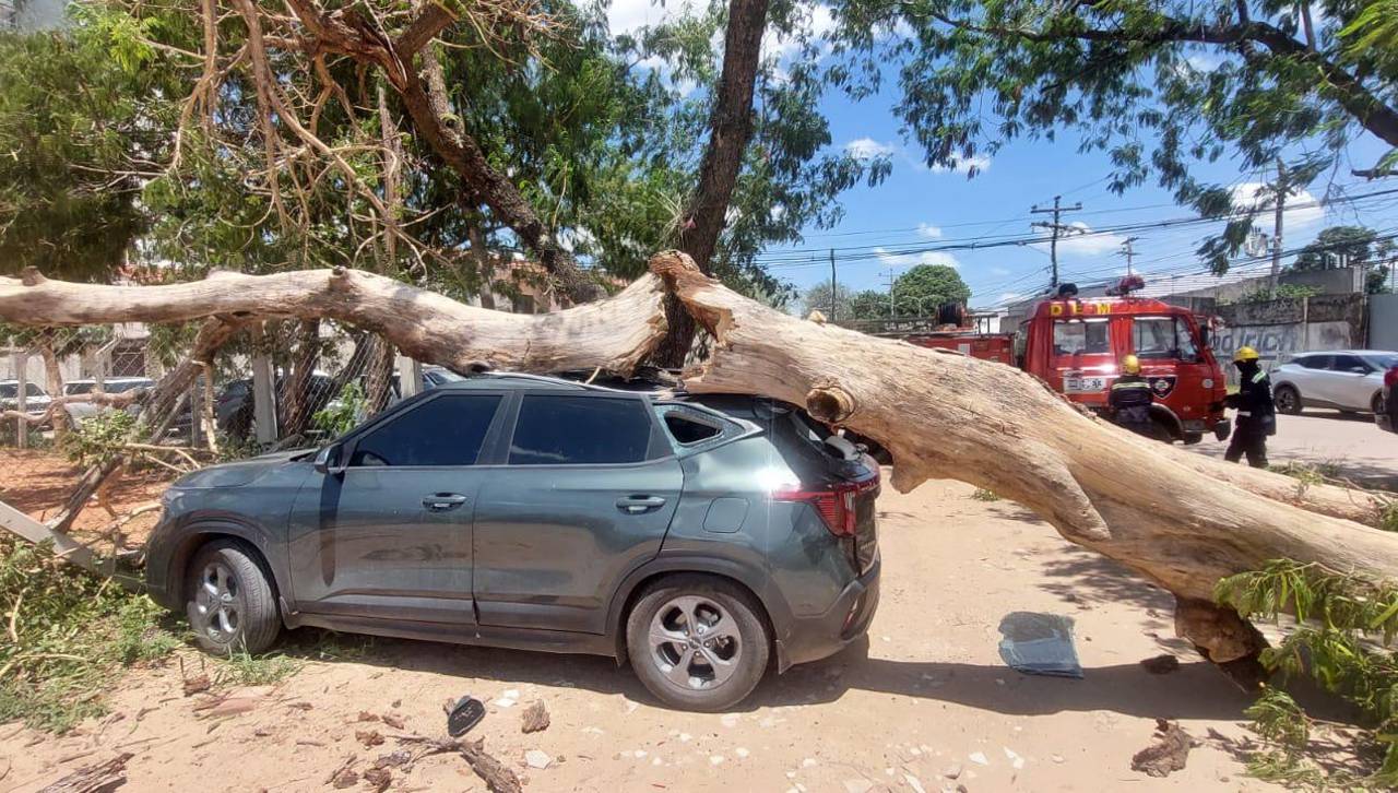 Árbol cae sobre un vehículo y daña el techo por los fuertes vientos en Santa Cruz