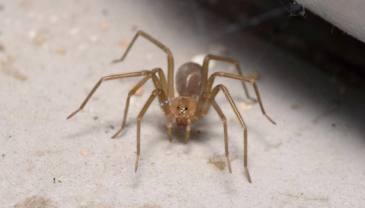 La araña de rincón, estas son sus características y los síntomas que provoca su picadura