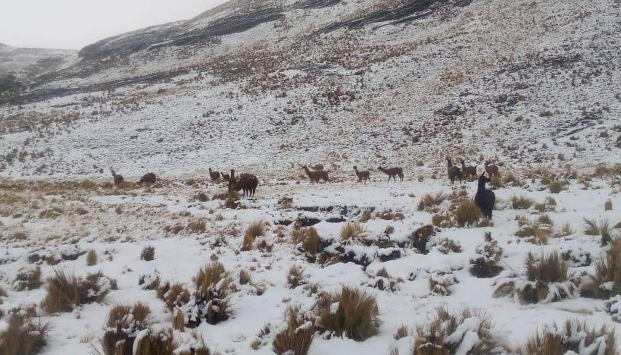 Intensa nevada en Cocapata ha dejado más de 600 camélidos muertos y cerca de 22 comunidades afectadas