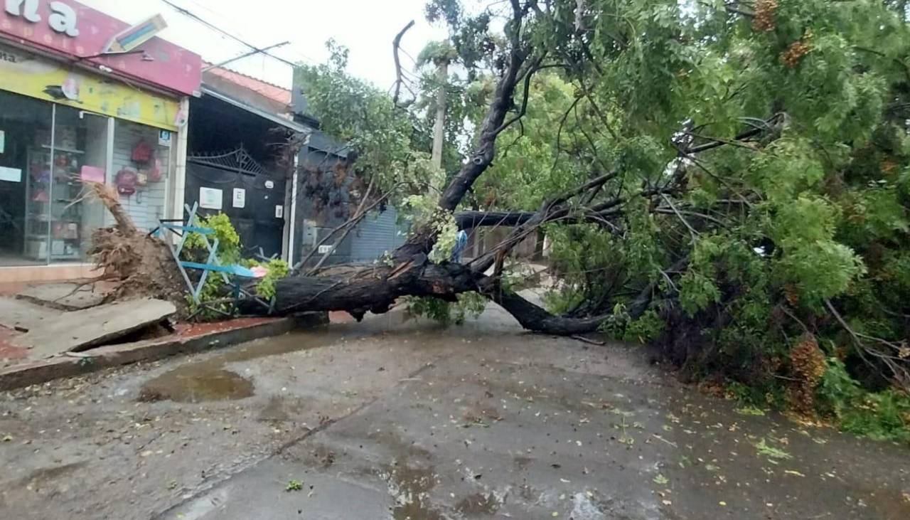 Constantes lluvias provocan la caída de otro frondoso árbol en Cochabamba, que afectó el servicio eléctrico